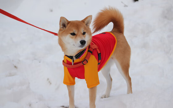 九游网-_红土争霸赛：顶尖选手争夺年度重要冠军_，红土赛事是哪个赛事