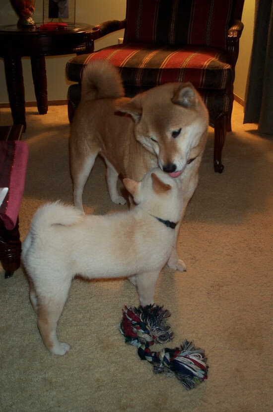 “意甲球队战绩飙升:争冠希望渐渐明朗”,意甲排各