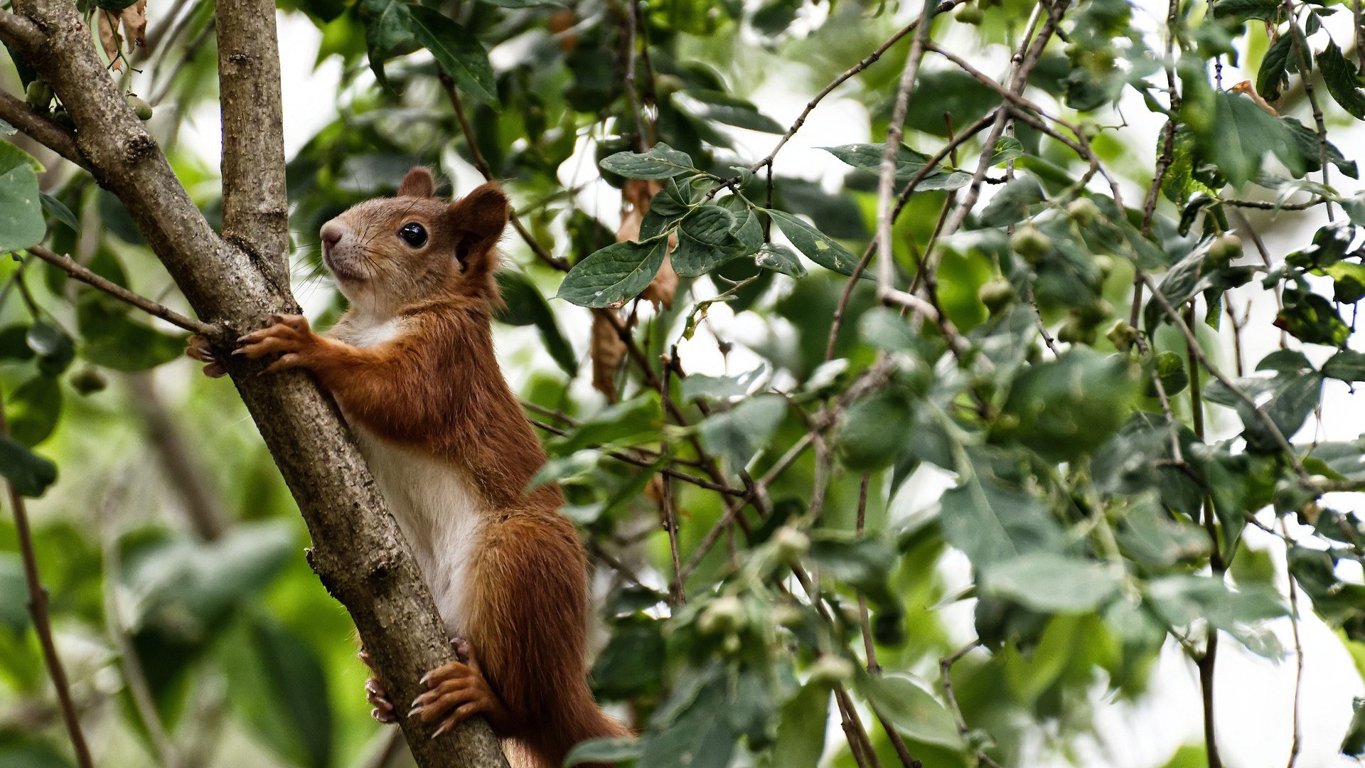 九游娱乐APP-【新规则的反应与优化】联盟是否考虑继续调整？公众反馈如何？