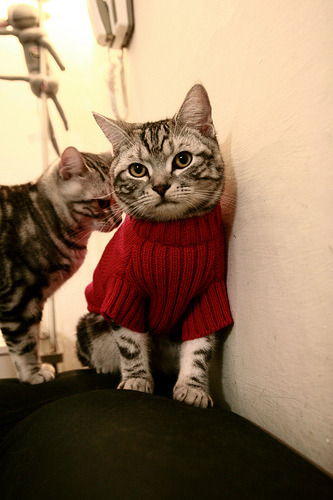 九游娱乐(jiuyou)官方网站-中国青少年棒球联赛开启，培养下一代球星，2021年全国青少年棒球锦标赛