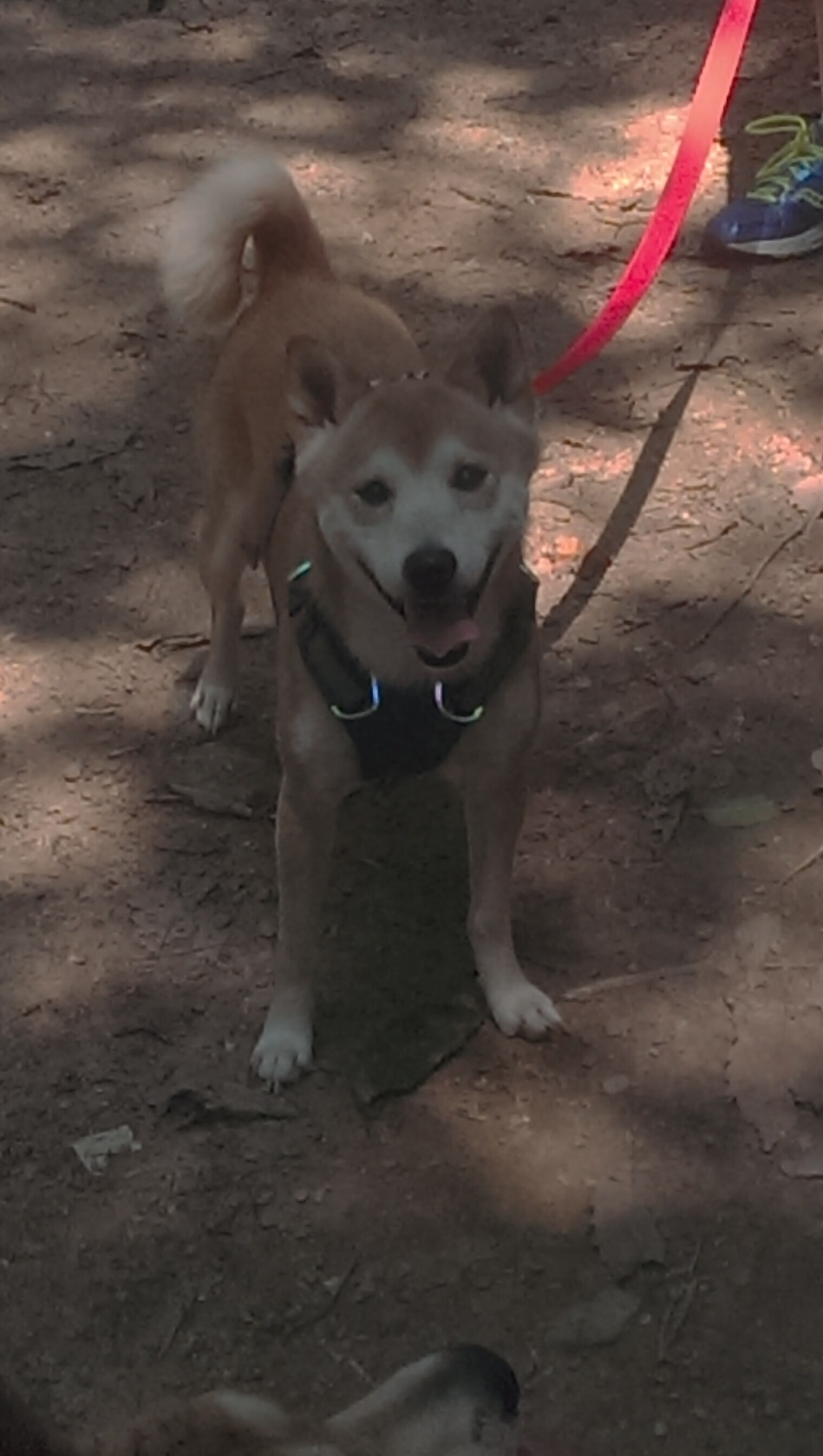 史上最年轻“冠军射手”，天赋成就未来，最年轻的射箭冠军