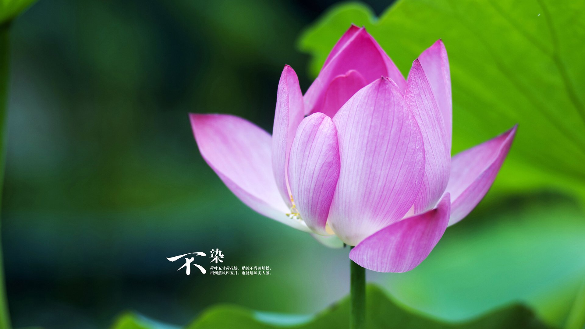 九游娱乐(jiuyou)官网-德国女子排球队在四分之一决赛中惜败美国队，德国国家女子排球队