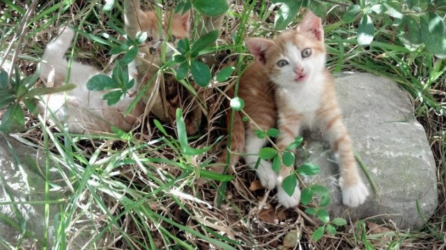 未来之星:青少年冠军的成长故事,未来之星奖项