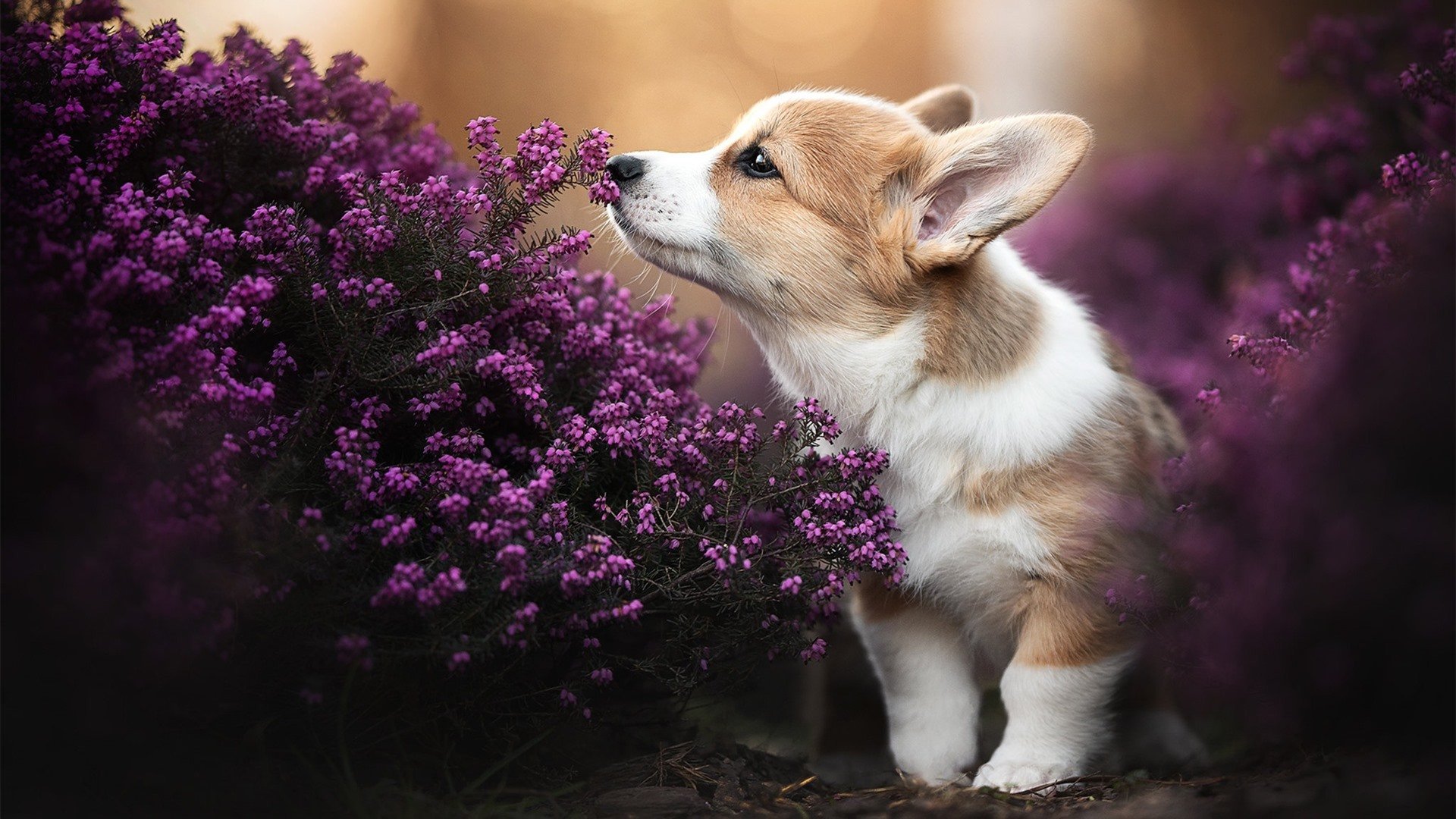 九游登录中心-未来“巨星”崭露头角：新一代足球领袖在欧冠绽放，2020足坛未来十大巨星