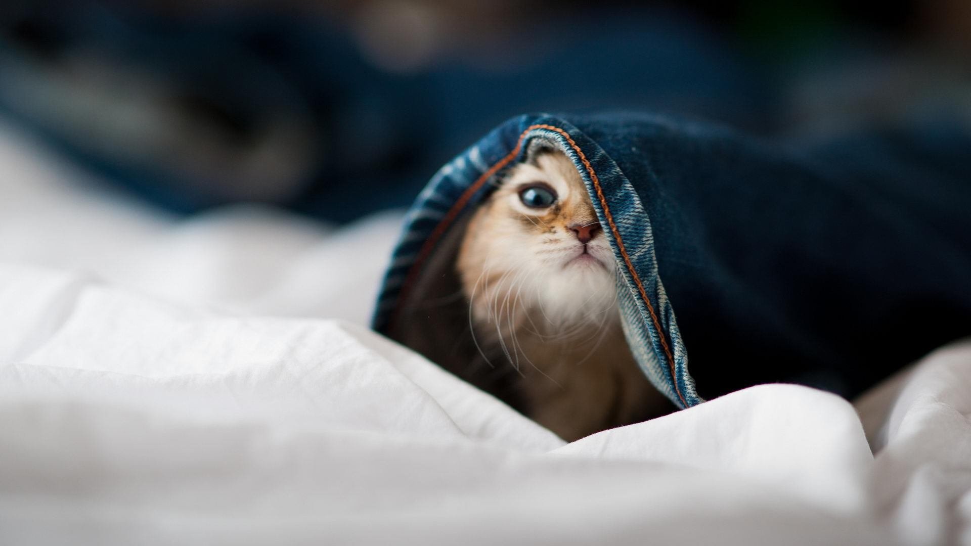 九游游戏中心官网-西班牙男足全胜夺得2024年欧洲杯冠军，西班牙2021欧洲杯球员