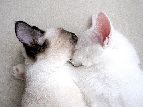 切尔西女足夺冠后球员庆祝画面,切尔西女足队长