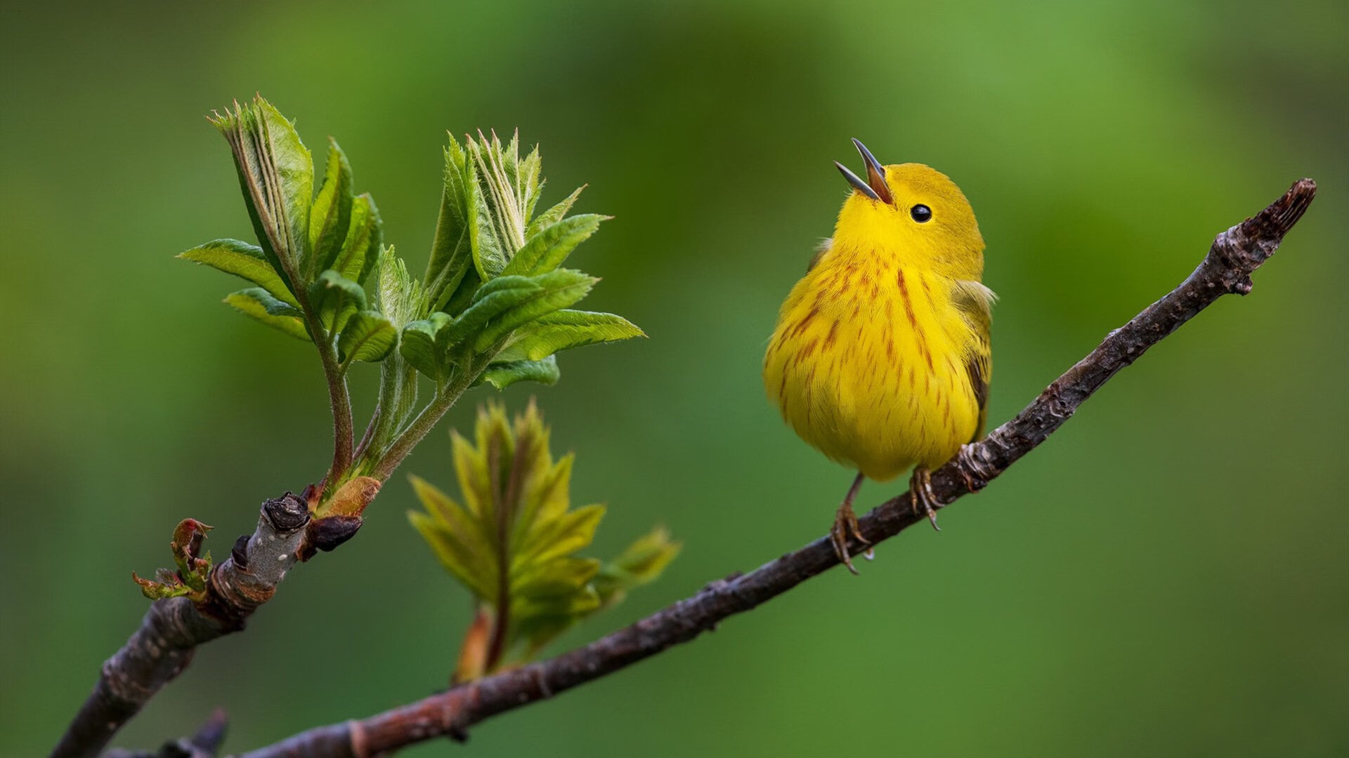 吉达联合外援集体爆发，吉达f1