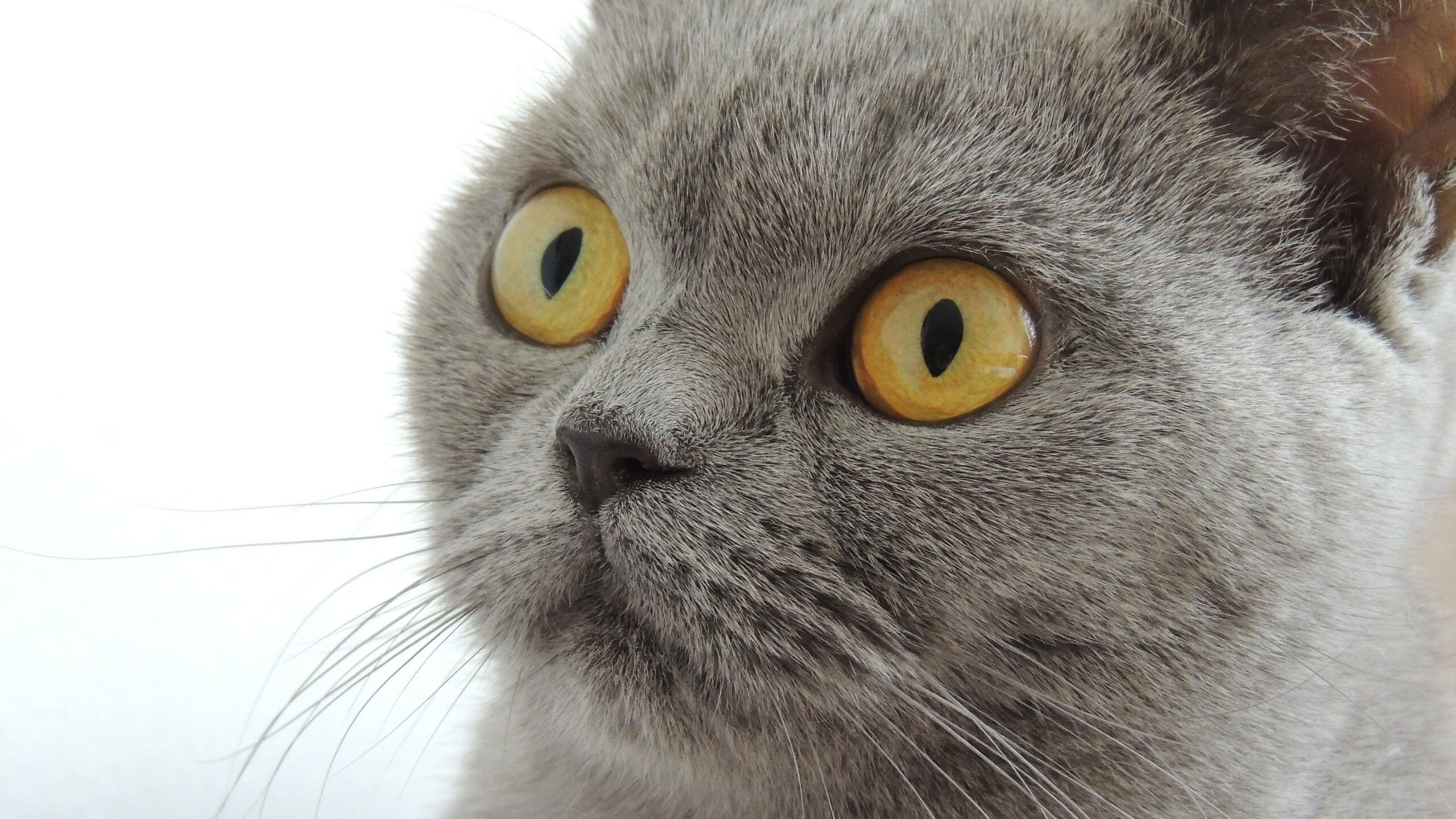 历史性网球老将重返四强，历史网球名将