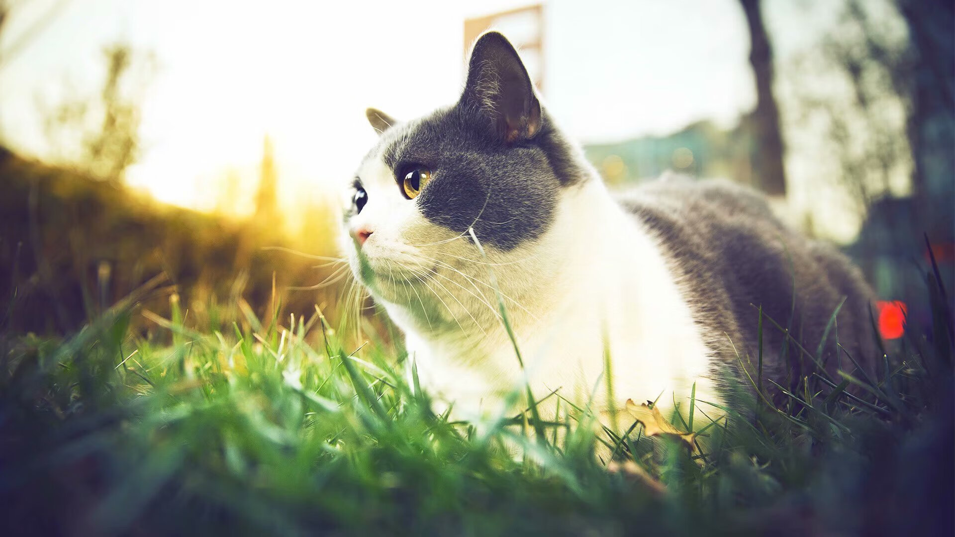 圣敦伯遭遇五连败,陷入保级泥潭,圣伯明翰大学