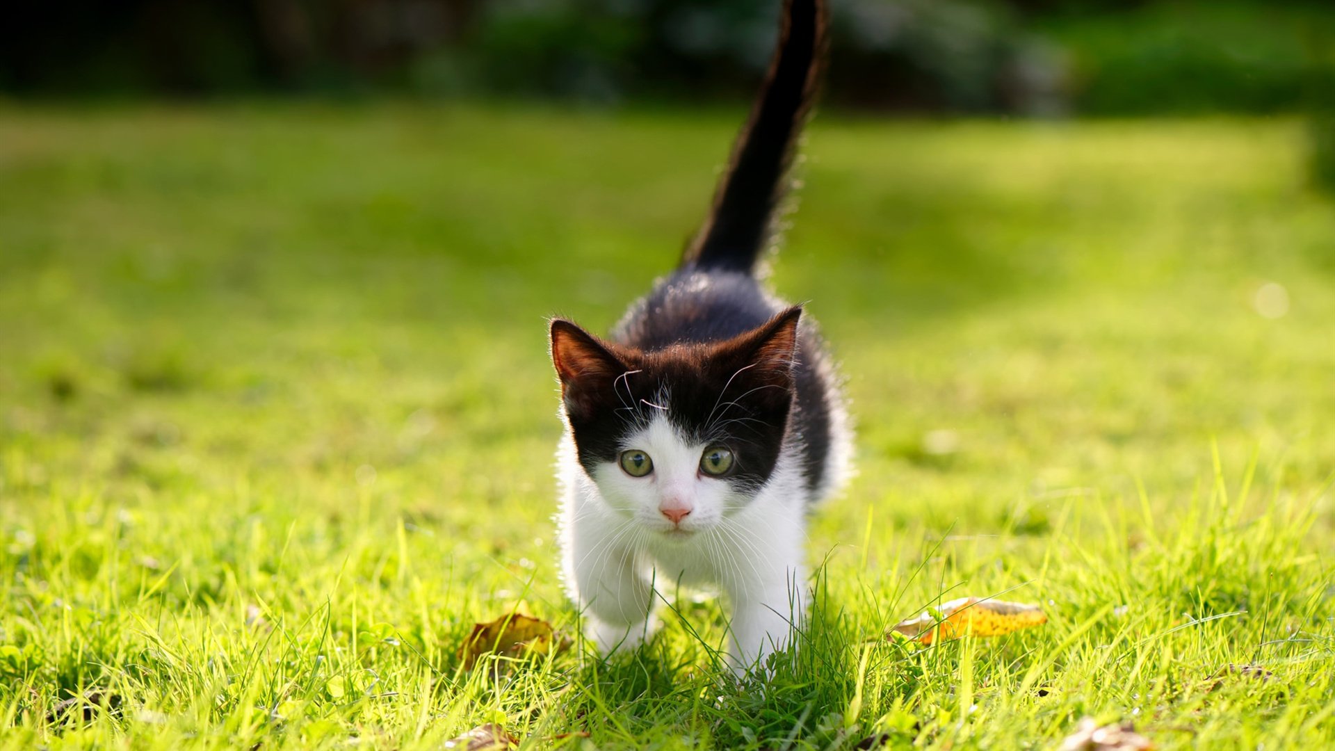 九游-女王公园巡游者锋线活跃，QPR保级希望大，女王公园巡游者历史球星