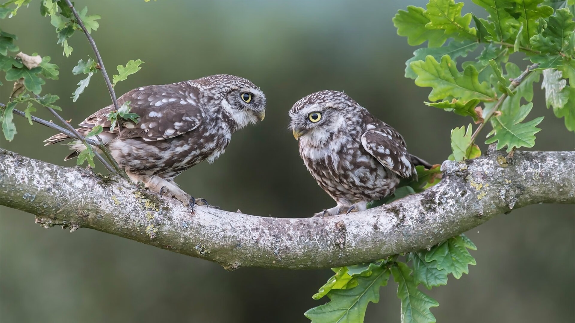 希腊队在比赛中获得令人惊讶的胜利，希腊队在比赛中获得令人惊讶的胜利英语