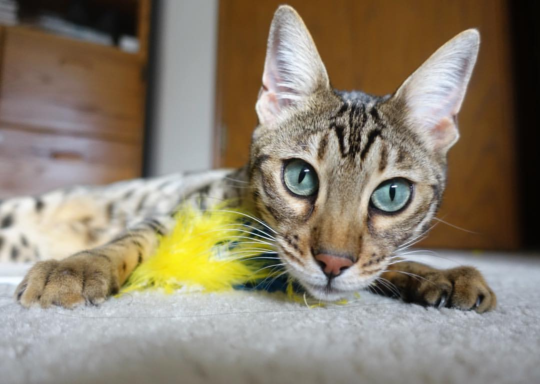 九游网页版入口-弗拉门戈主帅战术布置得当，弗拉门戈昨晚比赛