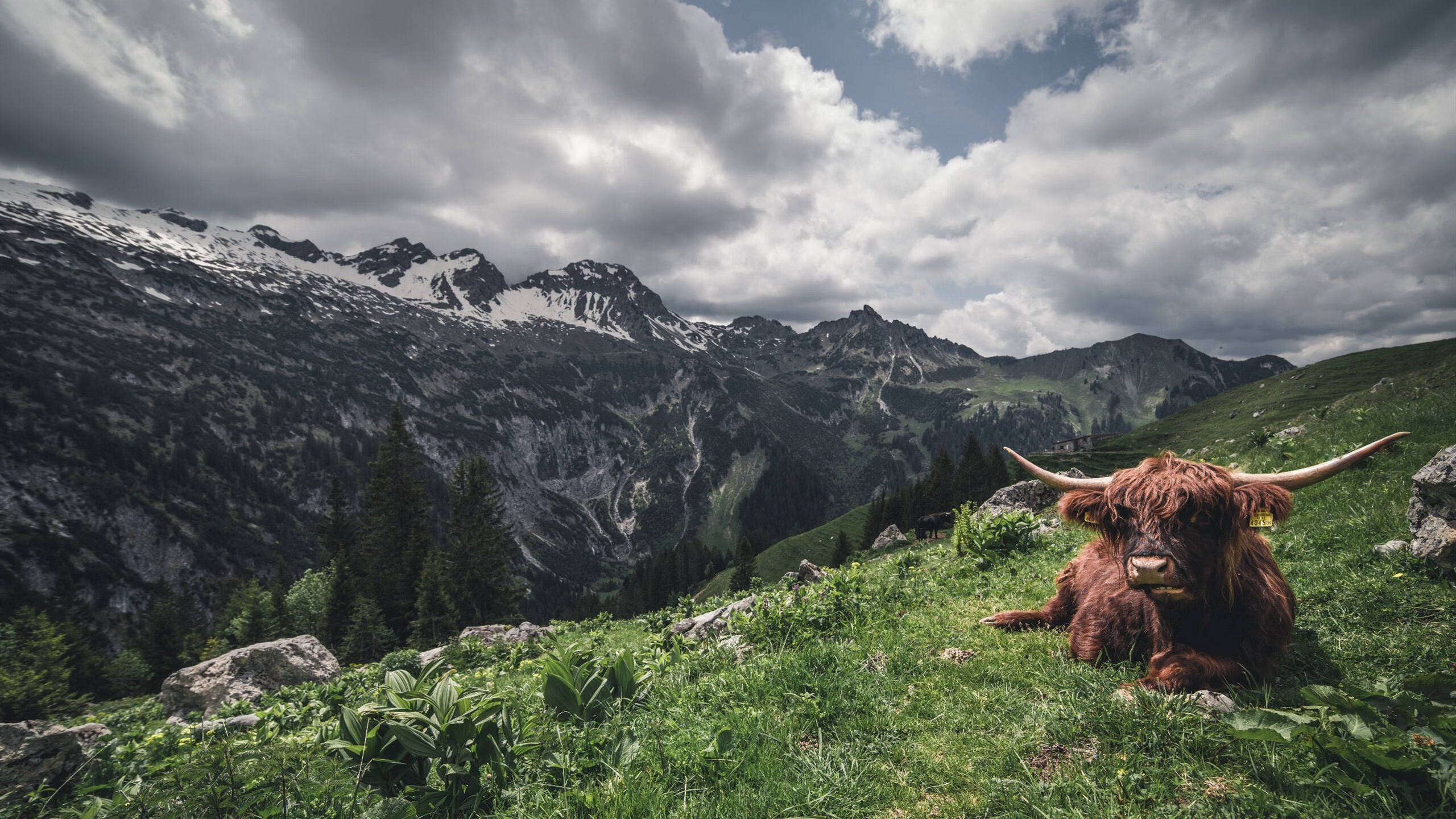 广岛三箭防守端稳健，广岛三箭2020球衣