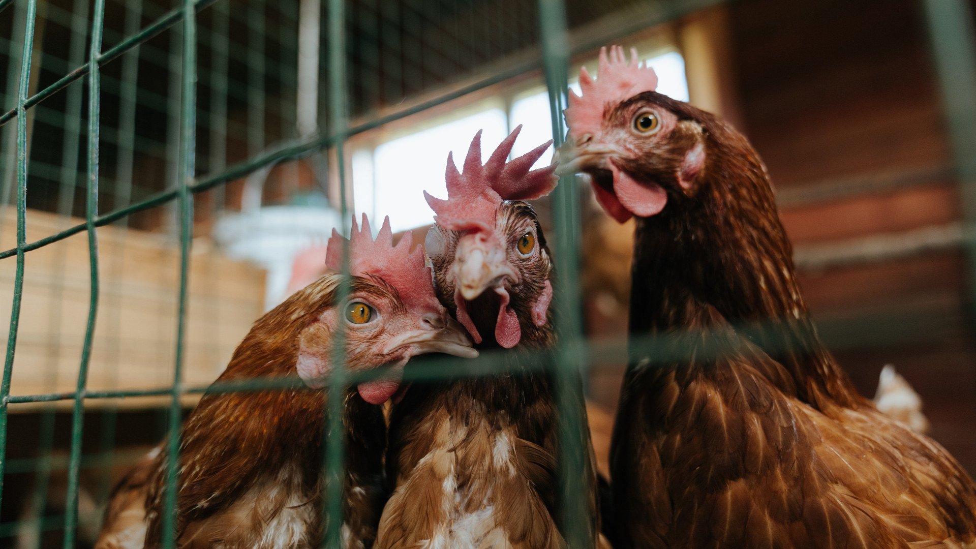 河北华夏斩获胜利,积分稳定增长,河北华夏集团是做什么的