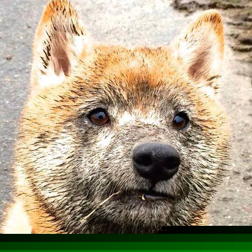 法国举办篮球公益活动，法国篮协