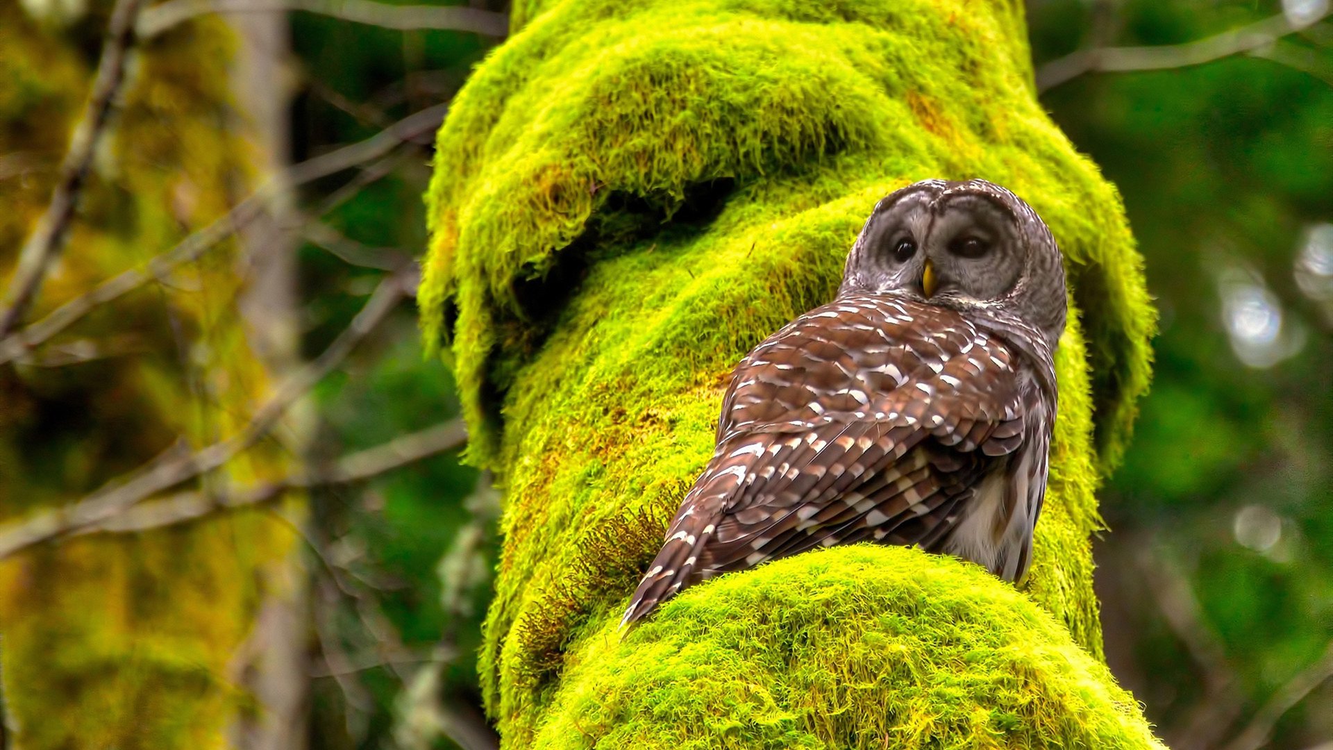 贝林厄姆当选欧洲金童奖，未来之星，贝林厄姆身价