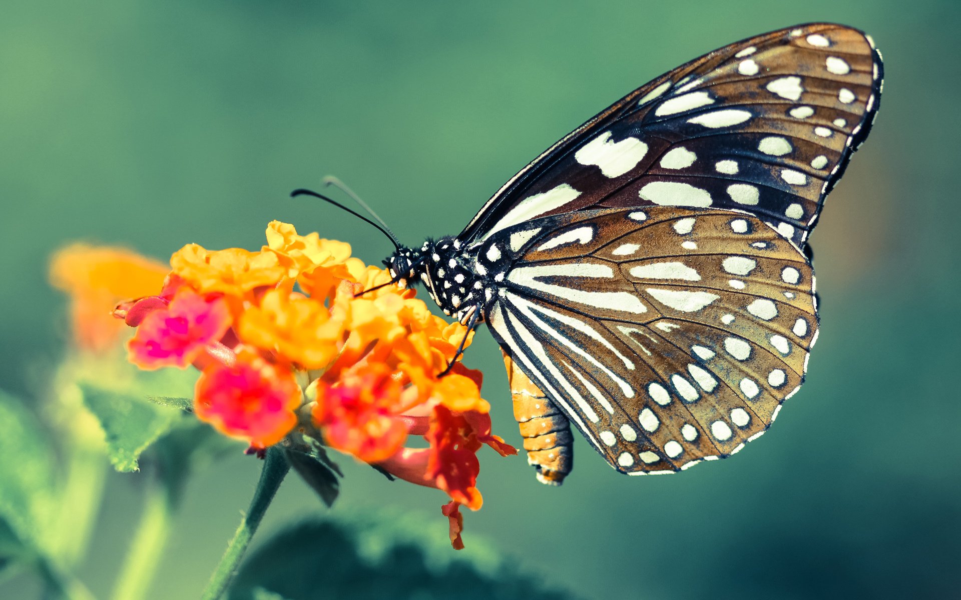 九游(jiuyou)官方网站-韩选手星际争霸比赛数据分析发布，星际争霸韩国比赛