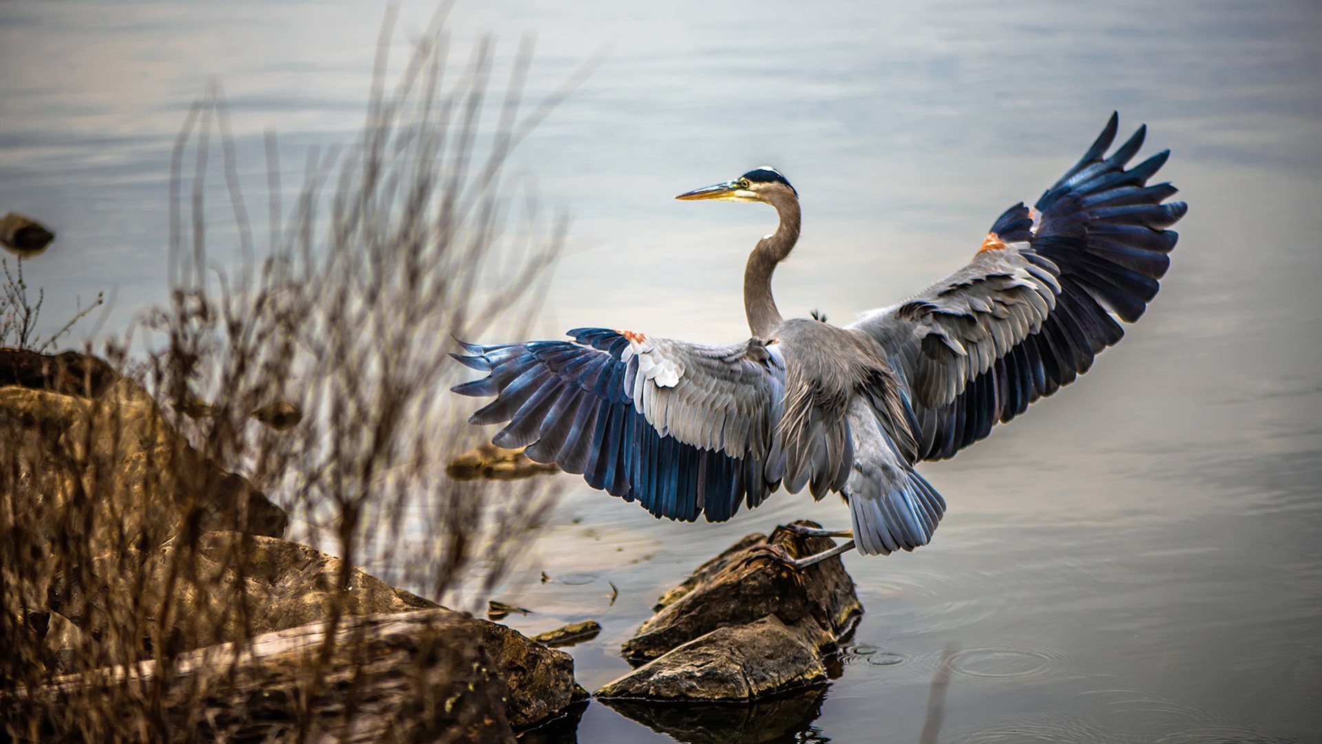 骑士队关键时刻表现稳定,骑士队什么意思