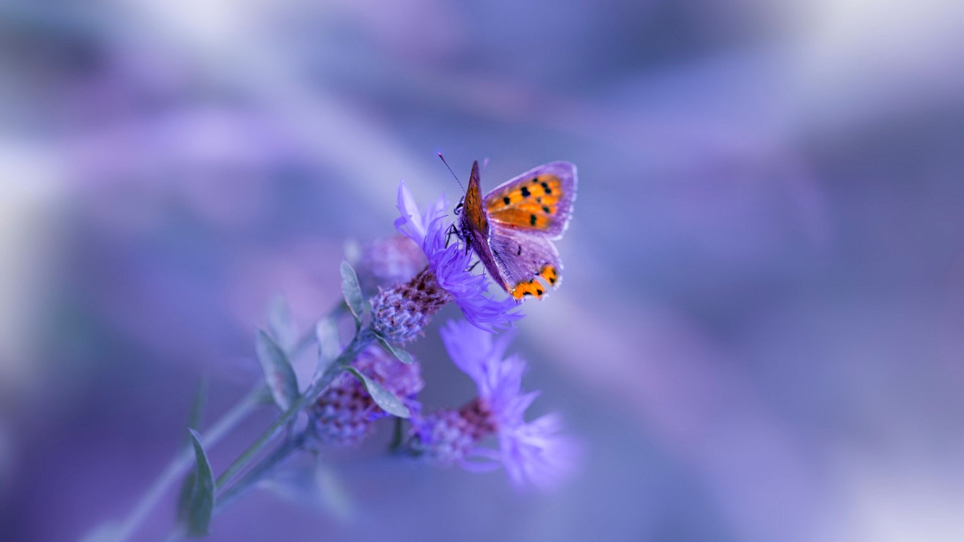 基层足球项目评估体系尚未建立