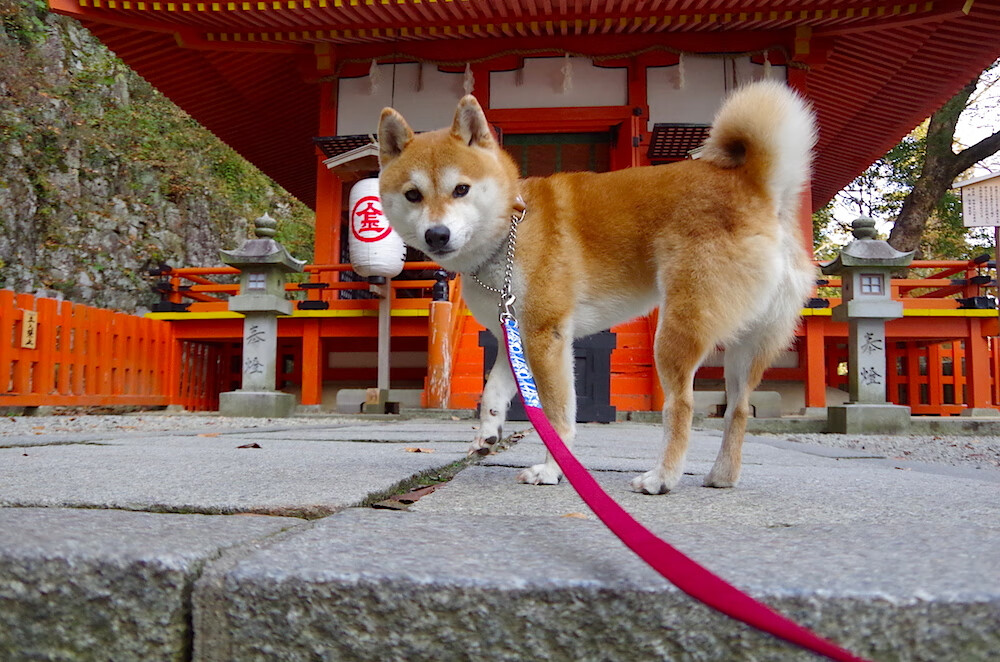 尤文世界杯之旅结束于最后一踢张弛有度主场，尤文经典比赛