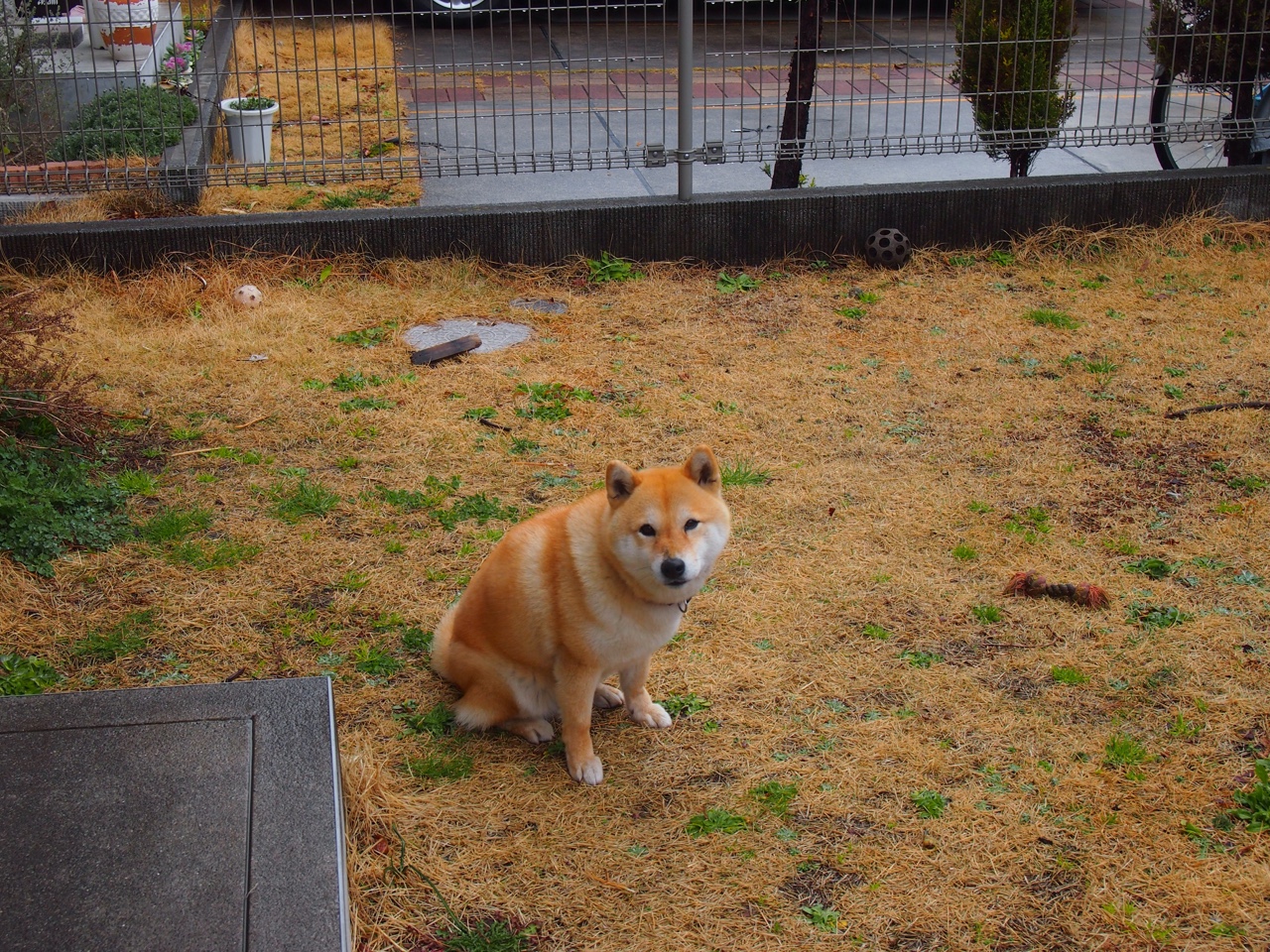 “华金·托比利亚的防守统治力与领导气质,推动阿根廷美洲狮队走向未来”