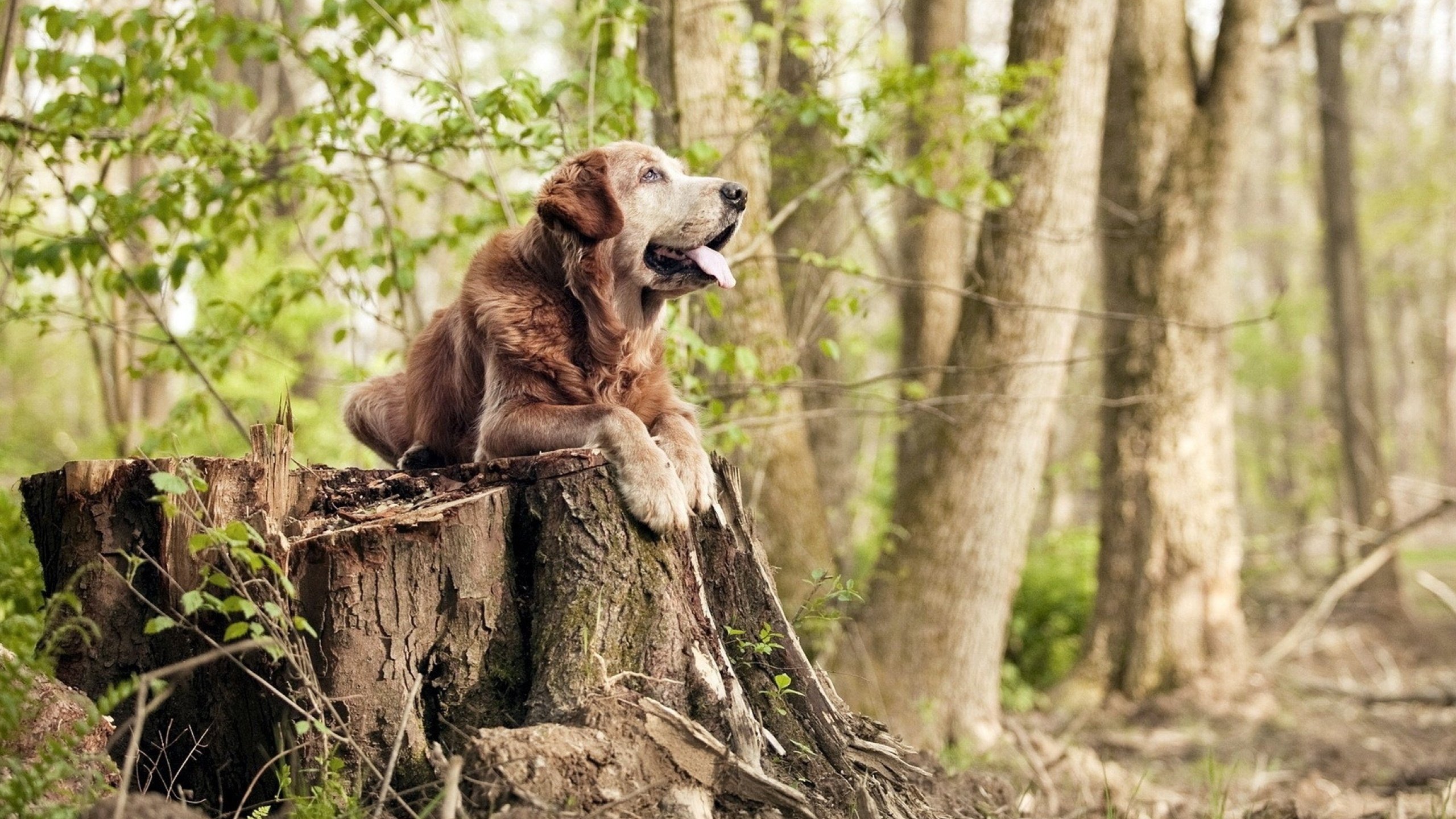 九游游戏中心官网-“阿根廷美洲狮队：挑战世界顶级球队的雄心”