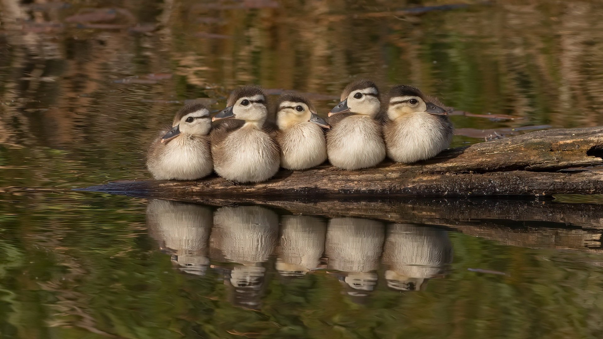 九游下载官网-冲刺争分夺秒 普里戈达稳扎稳打，普里戈任