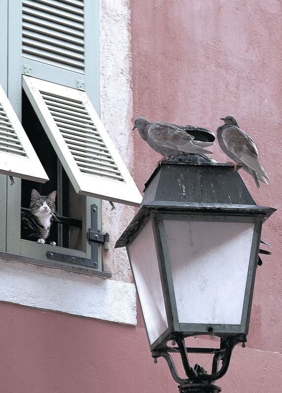 公牛封闭集训期间重点练习篮板卡位技巧，公牛篮板王