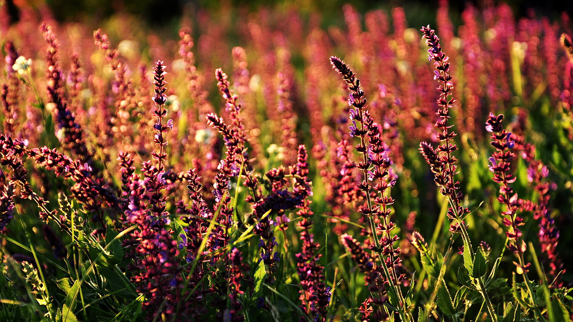 南非男篮在非洲锦标赛中表现优异，取得历史新高