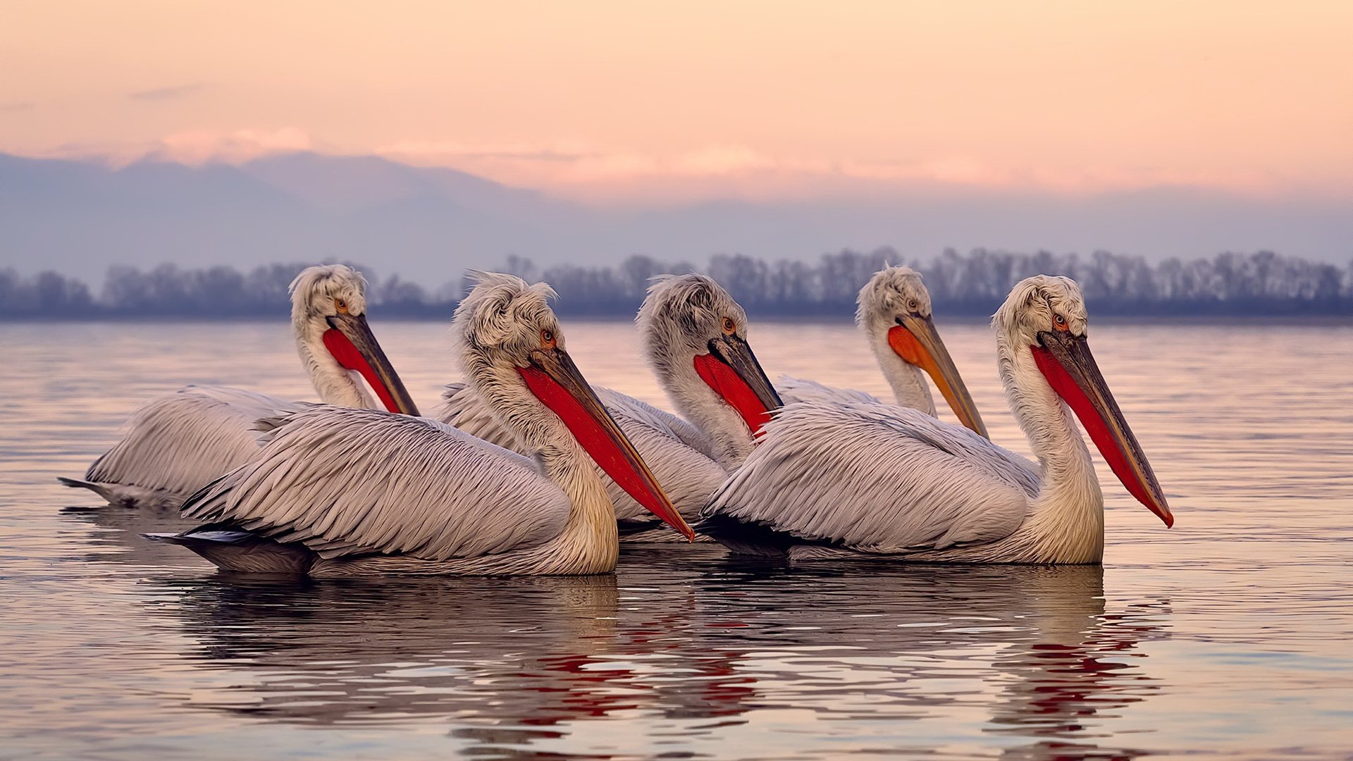 九游登录中心-渡边一平决赛精彩瞬间引爆现场，渡边一佑