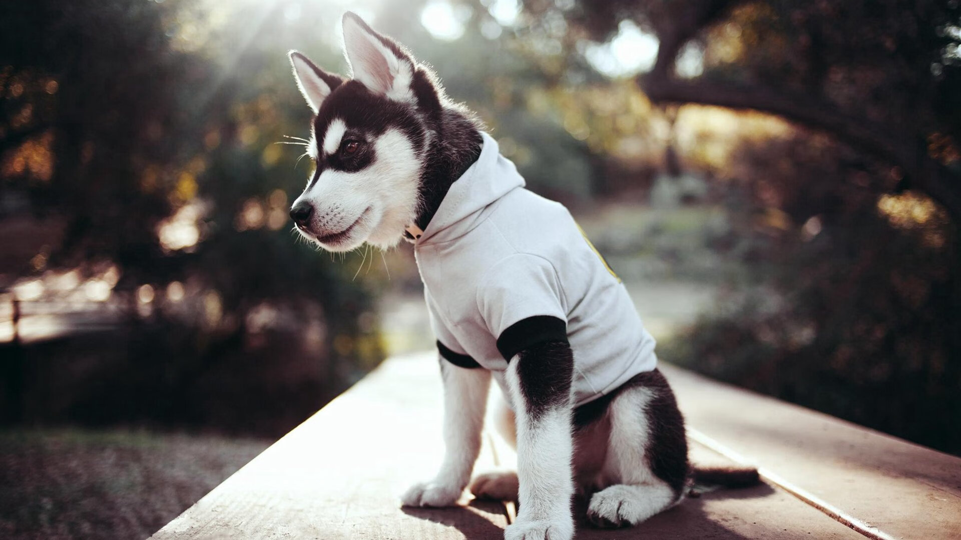 Jiu You-荷兰女子蝶泳项目全面爆发，荷兰女子田径